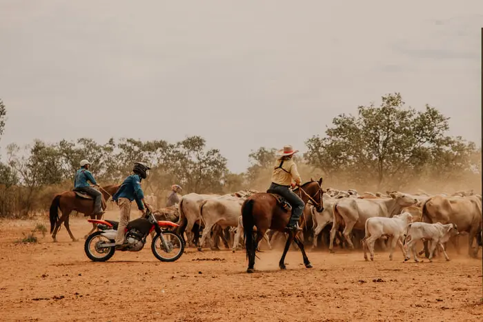 How To Get A Job On A Cattle Station?