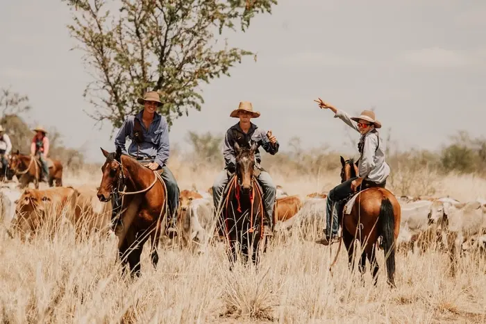 Should I work on a cattle station?