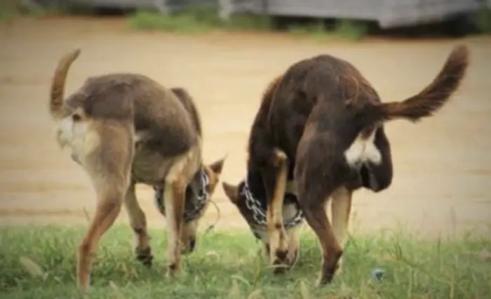 Why some stations don't take dogs