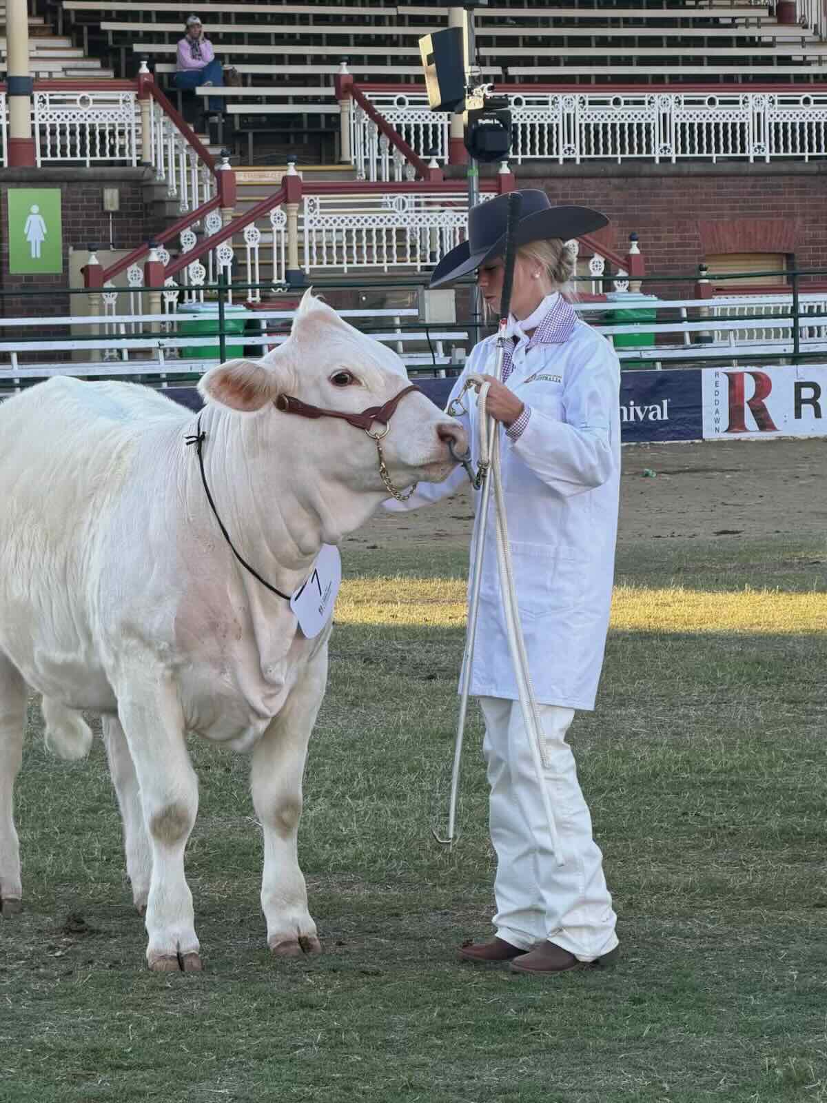 NT cattle parader Alyssa Harris presenting her animal in the championship ring at the 2026 Ekka