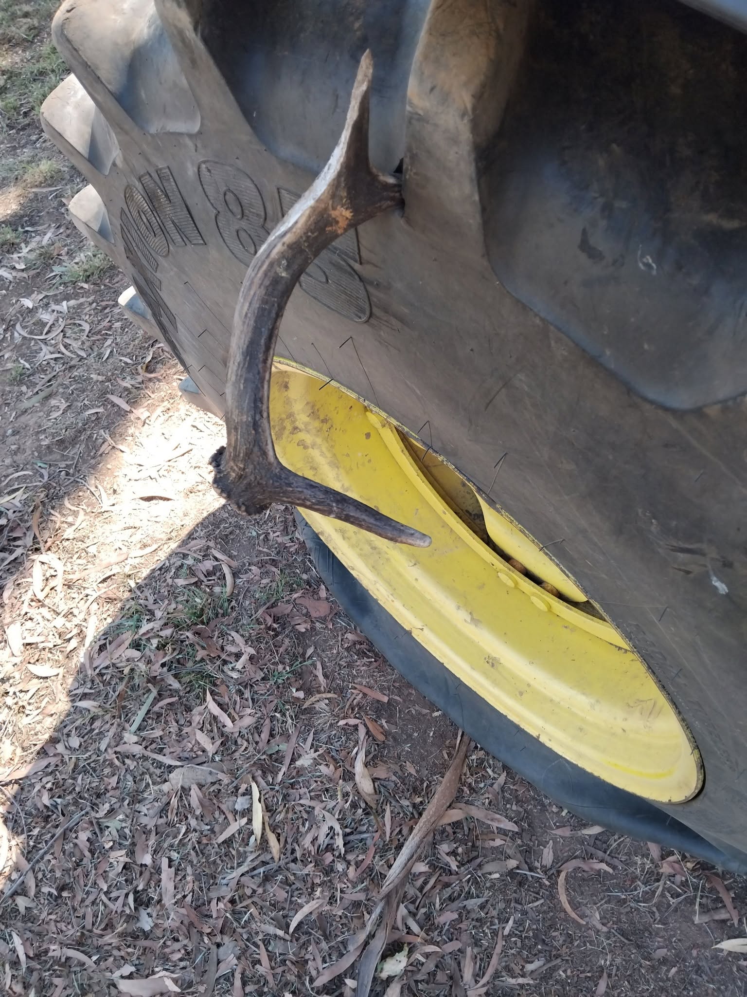 Antler embedded in the sidewall of a tractor tyre