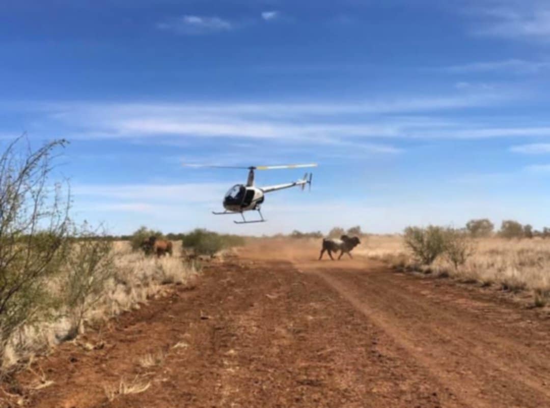 Cattle mustering on a remote Australian cattle station