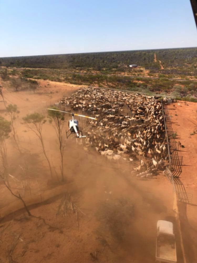 Mustering pilot Donal Sullivan flying a helicopter during a cattle muster