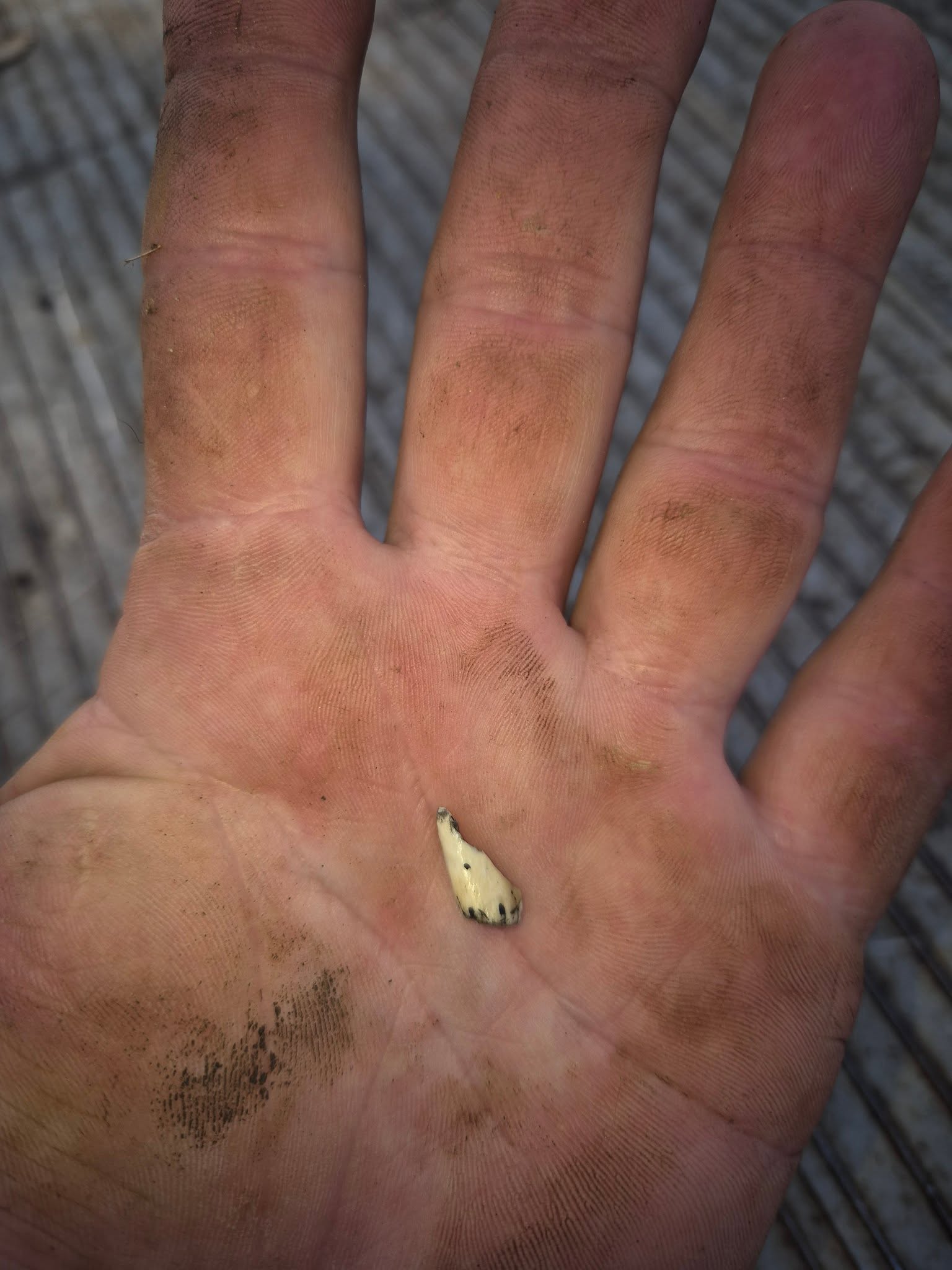 Animal tooth removed from a punctured tyre