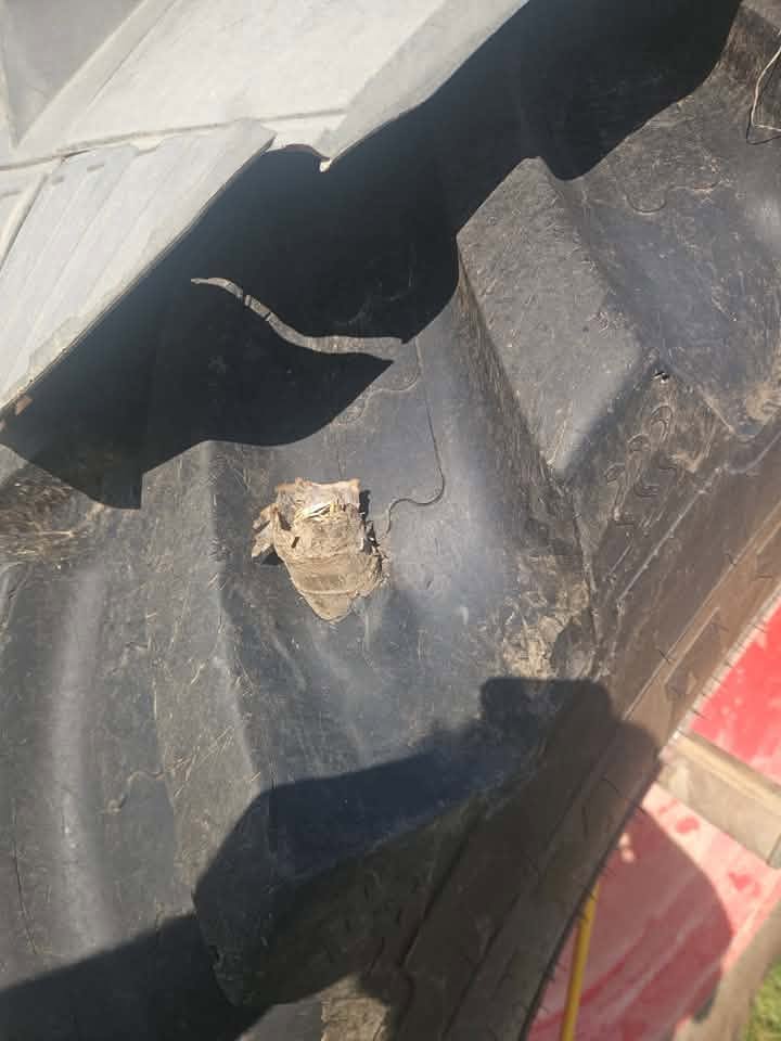 Cow horn embedded in a large agricultural tyre