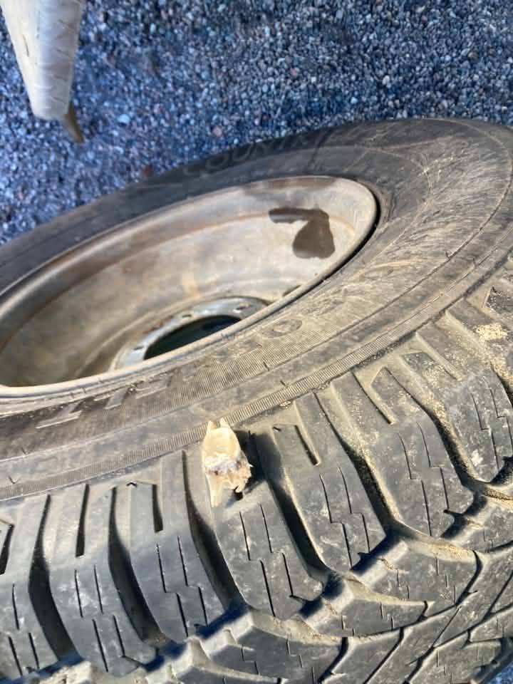 Fish bone embedded in the tread of a vehicle tyre