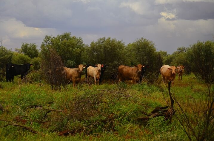 Lyndavale Cattle Company cattle grazing on the station