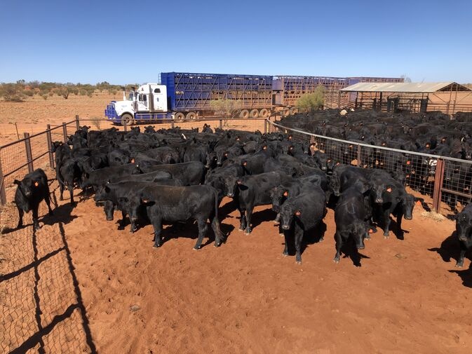 Cattle beside a livestock truck at Lyndavale Station in Central Australia