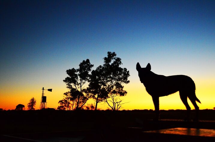 Working dog at Lyndavale Station in Central Australia