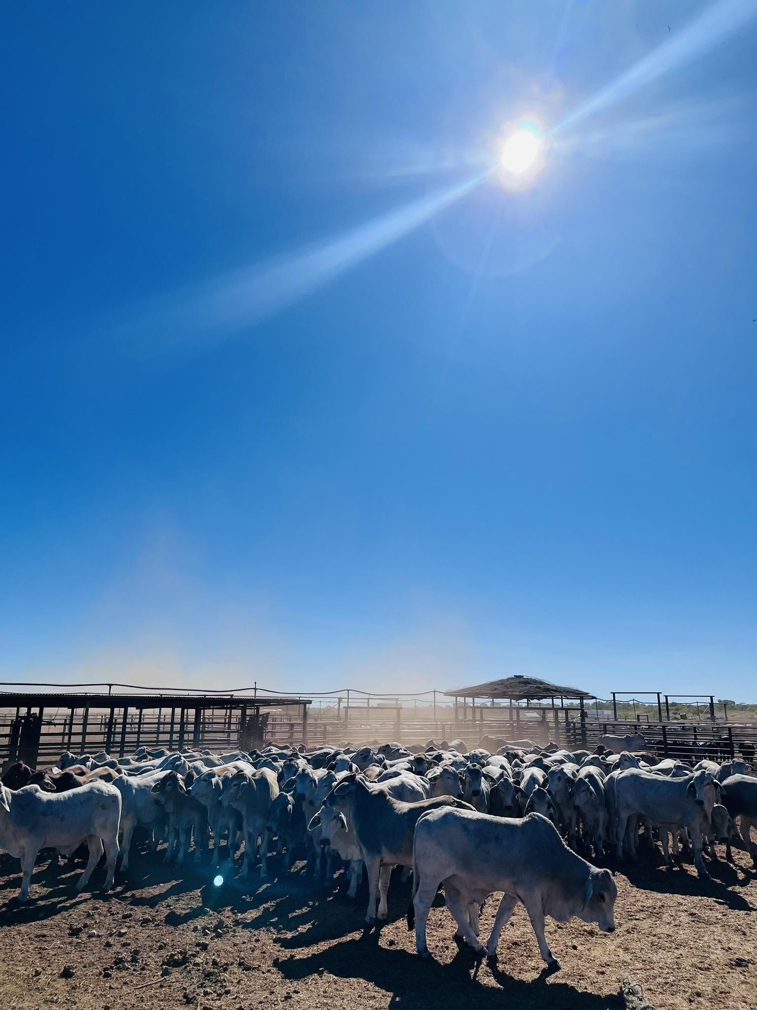 Cattle gathered in the yards at the Northern Territory station where Ebony works